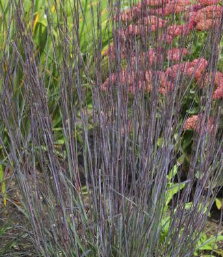 Schizachyrium scoparium Smoke Signal (Walters Gardens)
