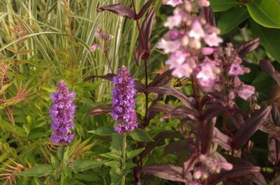 Agastache x Blue Boa 