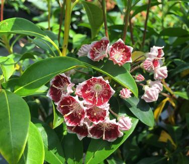 Kalmia latifolia 'Bullseye'