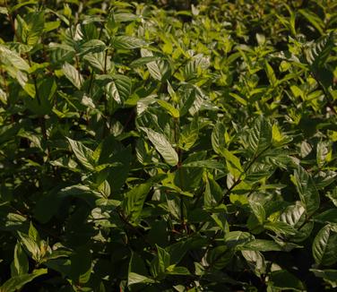 Cephalanthus occidentalis 