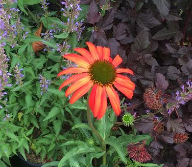 Echinacea x Tomato Soup