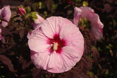Hibiscus x Summerific 'Perfect Storm' 