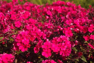 Phlox paniculata 'Lord Clayton'