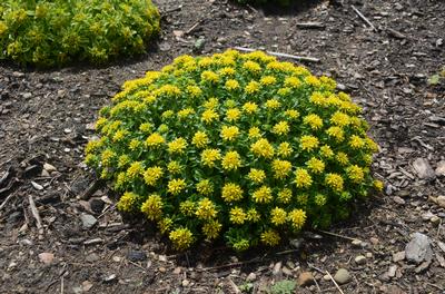 Sedum x 'Little Miss Sunshine' (Walters)