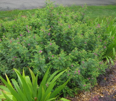 Indigofera gerardiana (syn. heterantha) - @ Rutgers Gardens
