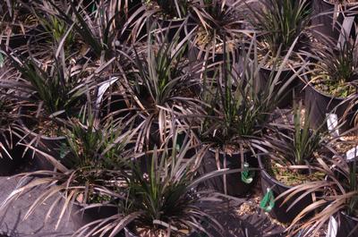 Ophiopogon planiscapus 'Nigrescens'