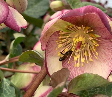Helleborus x 'Frostkiss Glenda's Gloss' - Lenten Rose from Pleasant Run Nursery
