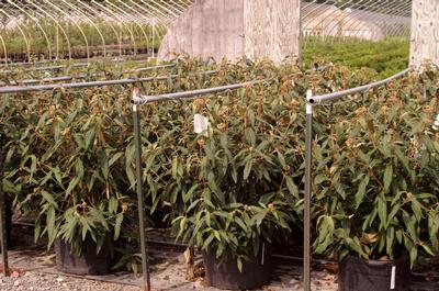 Viburnum rhytidophyllum