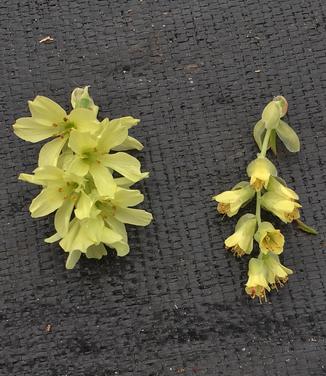 Corylopsis glabrescens 'Longwood Chimes' (on left)