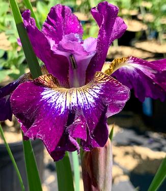 Iris siberica 'Contrast in Styles'