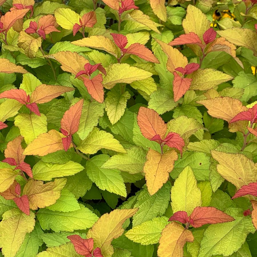 Spiraea japonica Double® Play Candy Corn®
