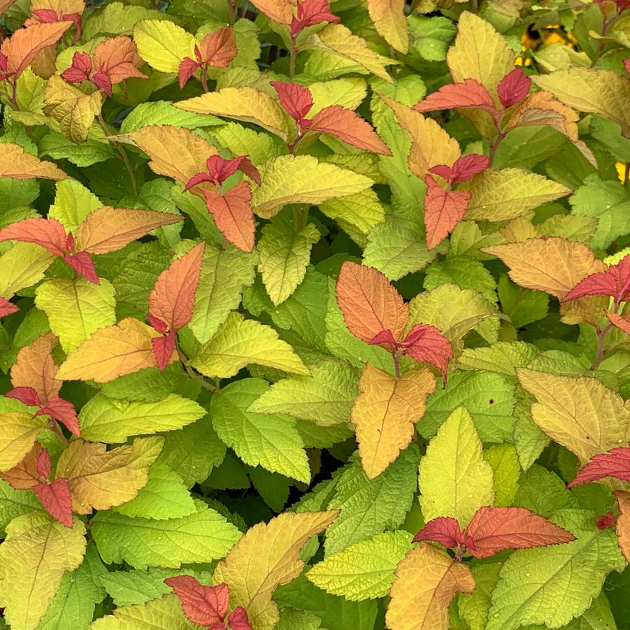 Spiraea japonica Double Play Candy Corn