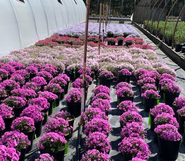 Phlox subulata 'Emerald Pink' - Moss Phlox from Pleasant Run Nursery