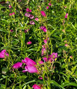 Penstemon x mexicali Red Rocks®'- Beardtongue from Pleasant Run Nursery