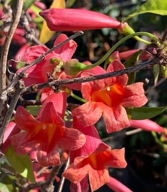 Bignonia capreolata 'Dragon Lady' - Crossvine from Pleasant Run Nursery