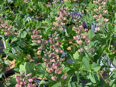 Baptisia x 'Decadence? 'Pink Truffles'' - False Indigo from Pleasant Run Nursery