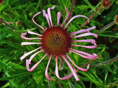 Echinacea pallida - Pale Purple Coneflower (Photo H. Zell)