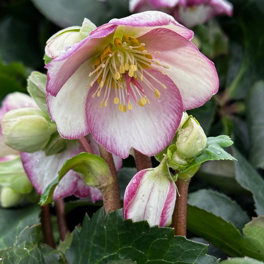 Helleborus x glandorfensis HGC� Ice N' Roses� 'Picotee' - Hybrid Hellebore from Pleasant Run Nursery
