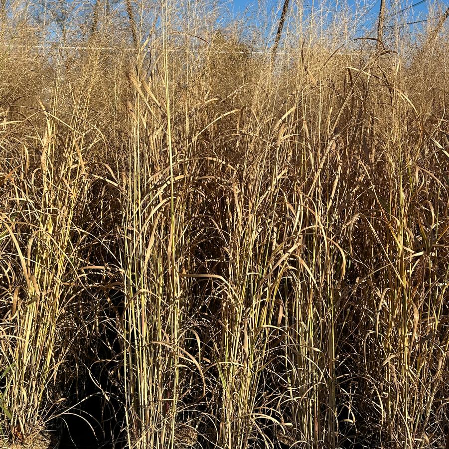 Panicum virgatum 'Thundercloud' - Switchgrass from Pleasant Run Nursery