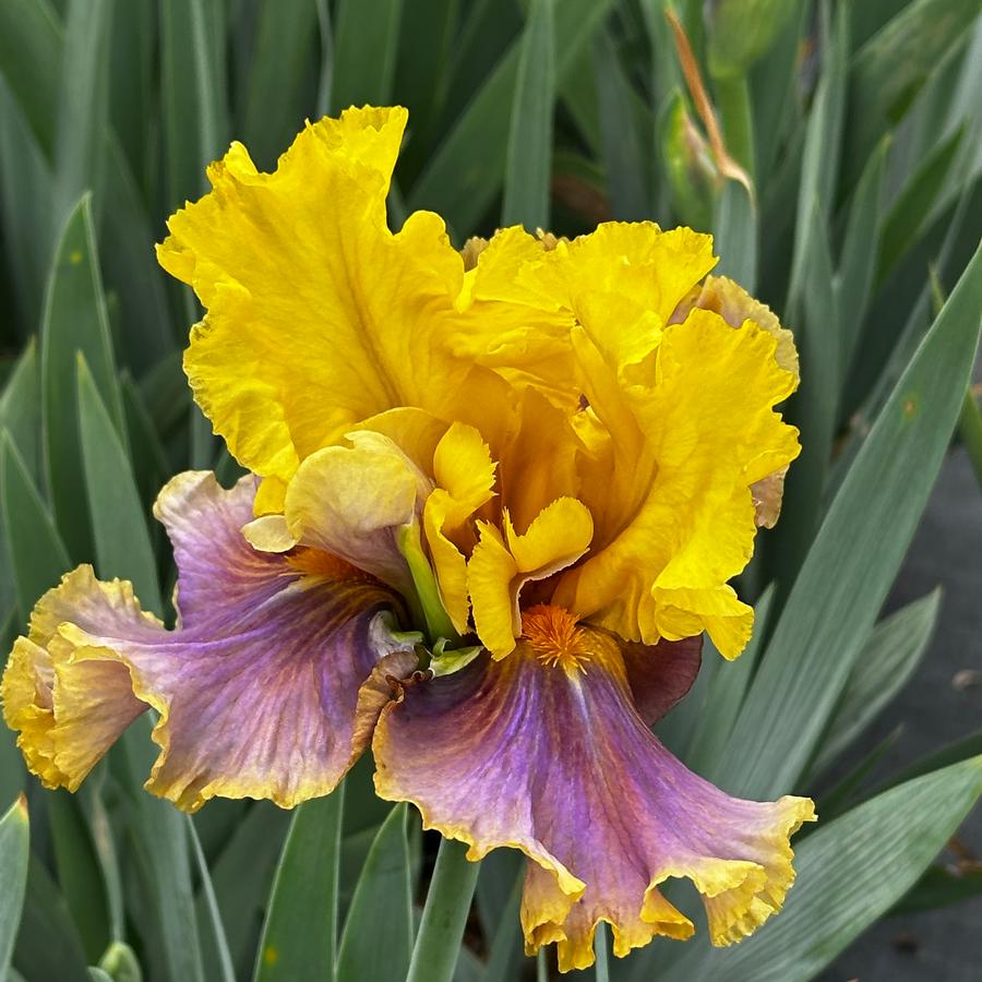 Iris germanica 'Jurassic Park' - German Bearded Iris from Pleasant Run Nursery
