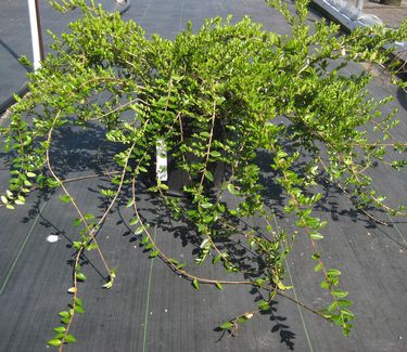 Lonicera pileata - Privet Honeysuckle