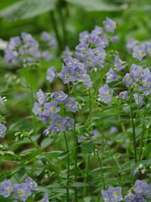 Polemonium reptans - Jacob's Ladder (Photo: North Creek Nurseries)