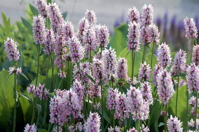 Stachys x Summer Crush - Alpine Betony (Intrinsic Perennial Gardens, Inc.)