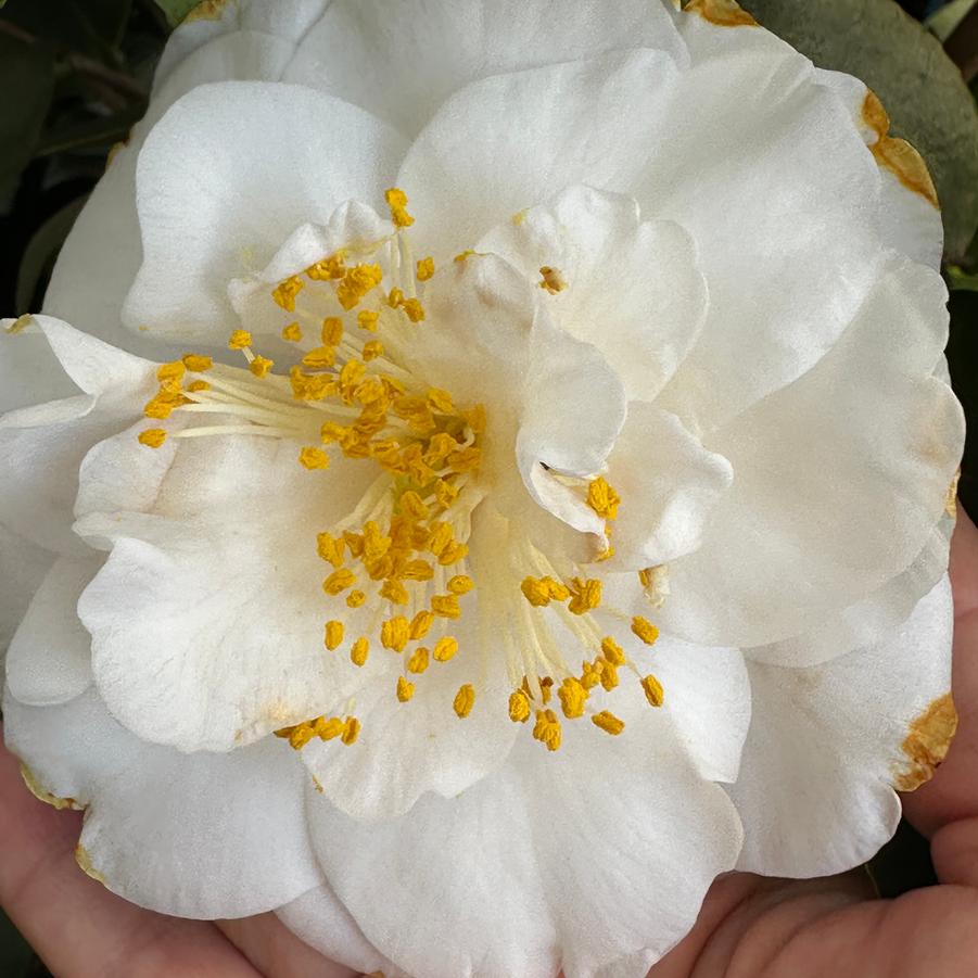 Camellia japonica 'Victory White' - Camellia from Pleasant Run Nursery