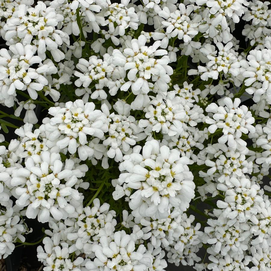 Iberis sempervirens Snowsation™ - Candytuft from Pleasant Run Nursery