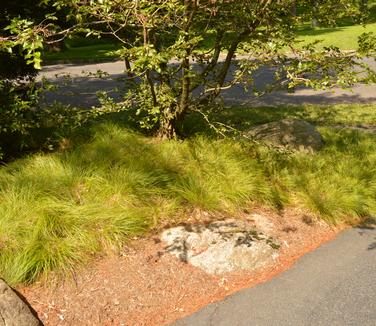 Carex albicans - White-tinged Sedge (Photo: Bruce Crawford)