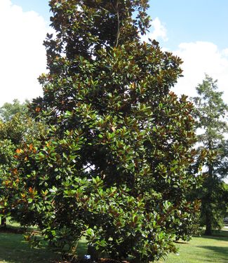 Magnolia grandiflora D.D. Blanchard (Scott Arb)
