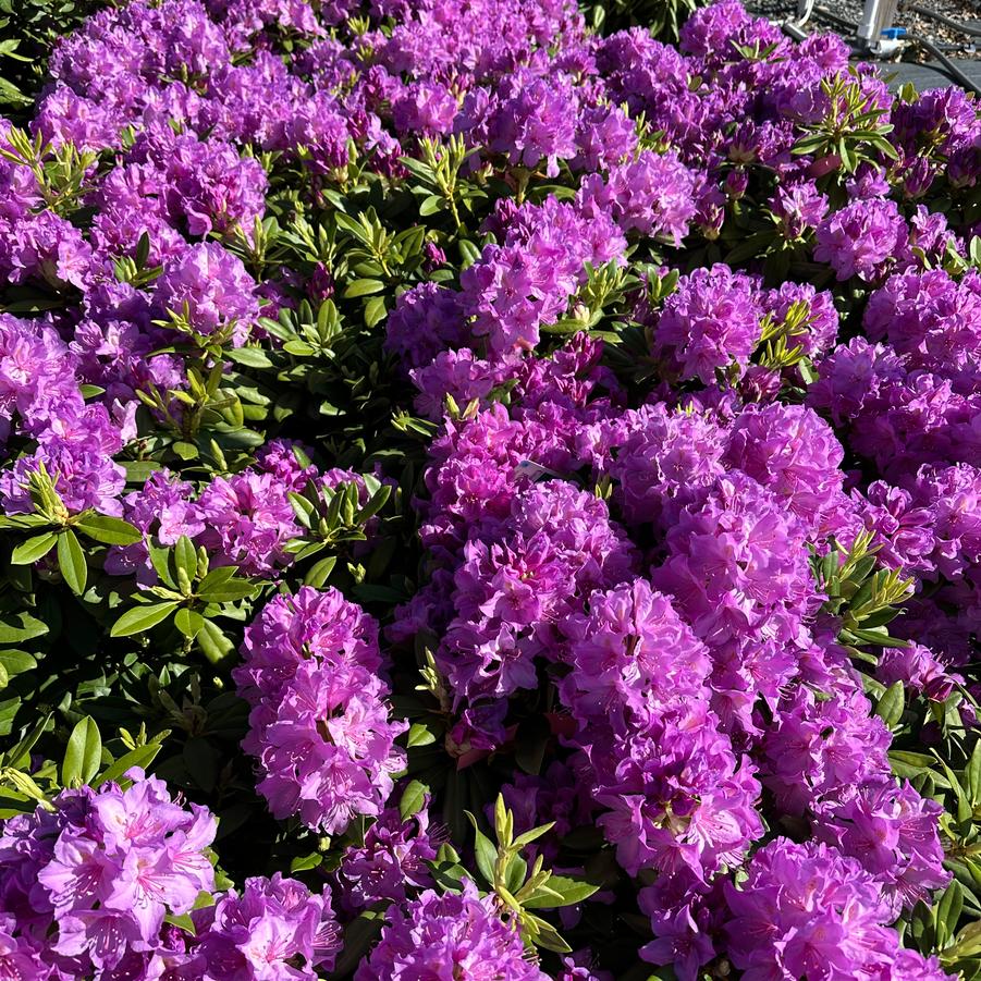 Rhododendron catawbiense 'Boursault' - Catawba Rhododendron from Pleasant Run Nursery