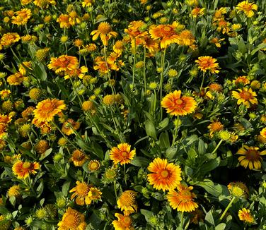 Gaillardia aristata Arizona Apricot Blanket Flower from Pleasant Run Nursery