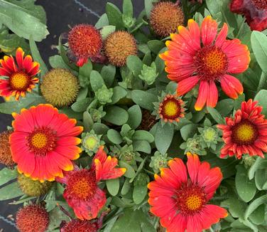 Gaillardia aristata Arizona Red Shades Blanket Flower from Pleasant Run Nursery
