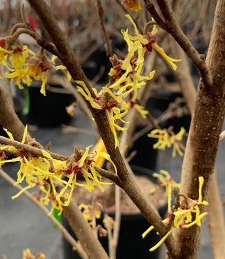 Hamamelis vernalis 'Upchurch' - Ozark Witchhazel from Pleasant Run Nursery