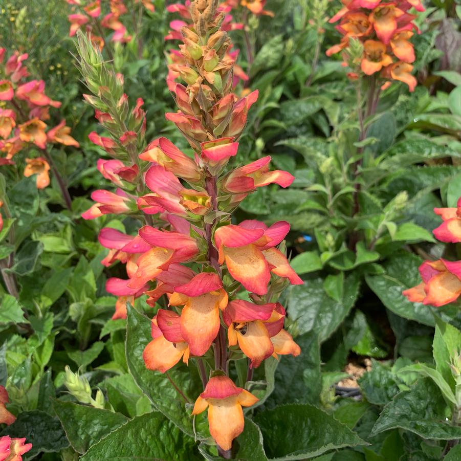 x Digiplexis ILLUMINATION® 'Flame' - Digiplexis (foxglove hybrid) from Pleasant Run Nursery