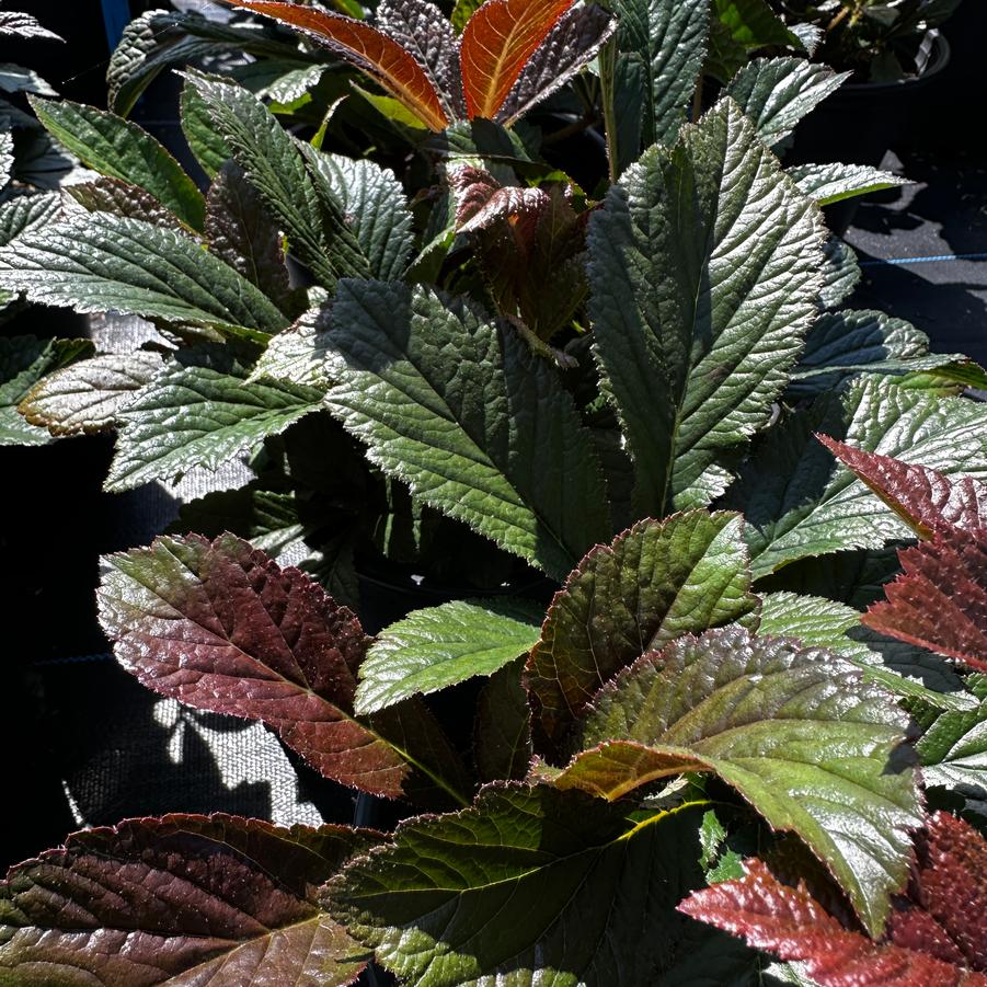 Rodgersia pinnata 'Bronze Peacock' - Featherleaf Rodgersia from Pleasant Run Nursery