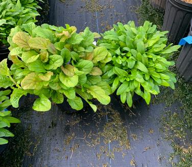 Ajuga reptans 'Parrot Paradise' on left and 'Cordial Canary' on right - Bugleweed from Pleasant Run Nursery