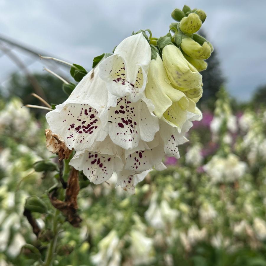 Digitalis purpurea 'Dalmatian White Improved' - Foxglove from Pleasant Run Nursery