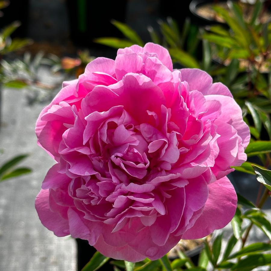 Paeonia 'Dr Alexander Fleming' - Herbaceous Peony from Pleasant Run Nursery
