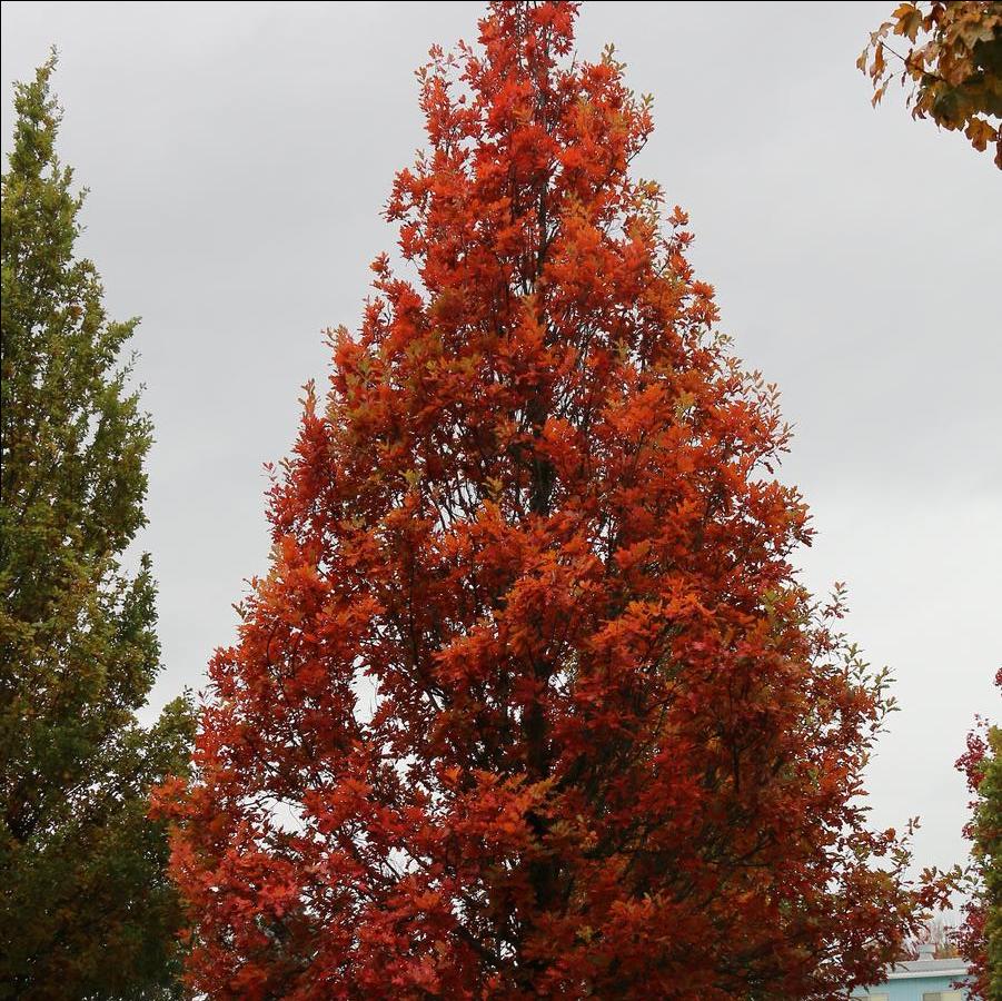 Quercus x bimondorum Streetspire® - Hybrid Oak (Photo: J. Frank Schmidt)