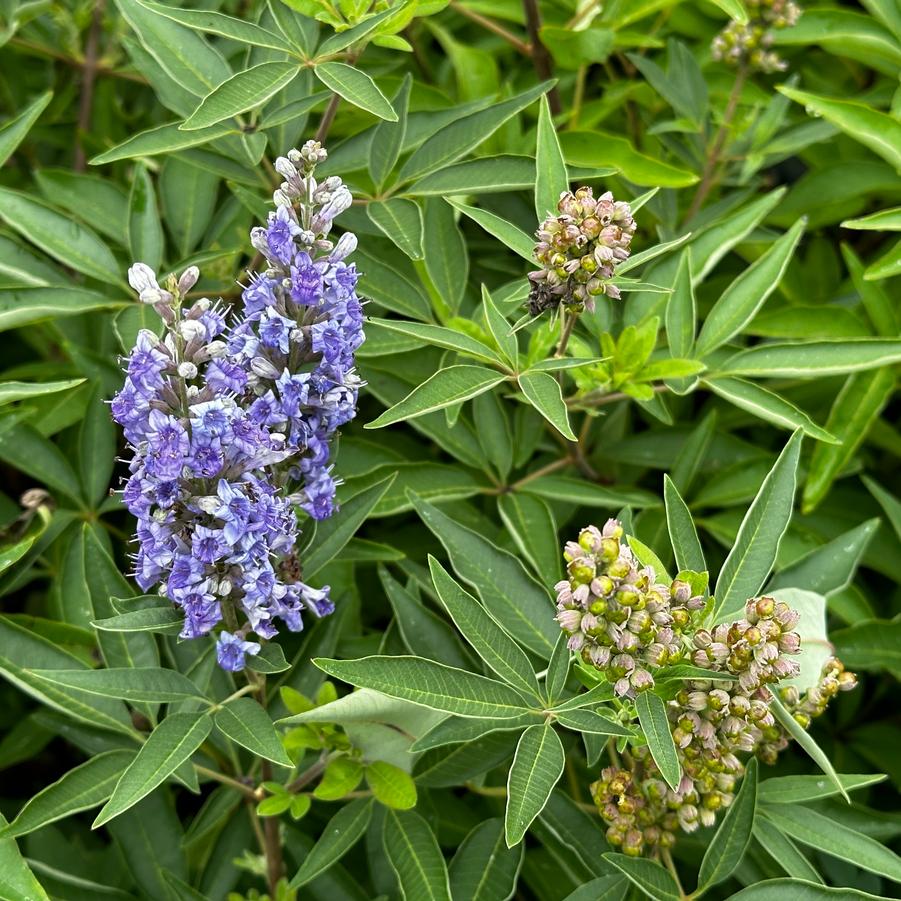 Vitex agnus-castus Blue Diddley® - Chastetree from Pleasant Run Nursery