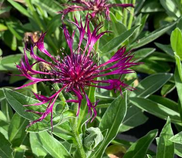 Centaurea montana 'Amethyst Dream' - Bachelor's Button from Pleasant Run Nursery