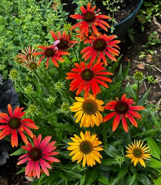 Echinacea purpurea 'Cheyenne Spirit' - Coneflower from Pleasant Run Nursery