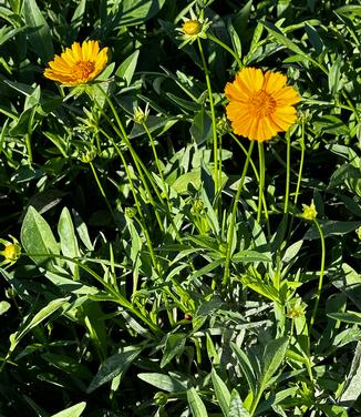 Coreopsis lanceolata - Tickseed from Pleasant Run Nursery