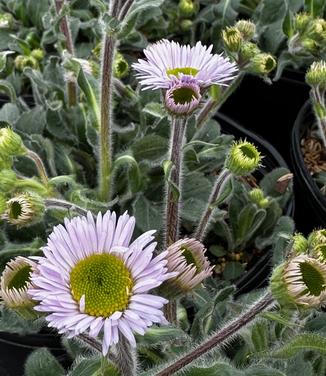Erigeron pulchellus 'Lynnhaven Carpet' - Fleabane from Pleasant Run Nursery
