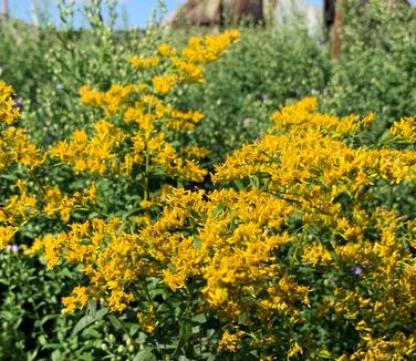 Solidago odora - Sweet Goldenrod from Pleasant Run Nursery