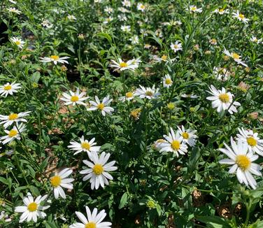 Kalimeris integrifolia 'Daisy Mae' - Japanese Aster from Pleasant Run Nursery