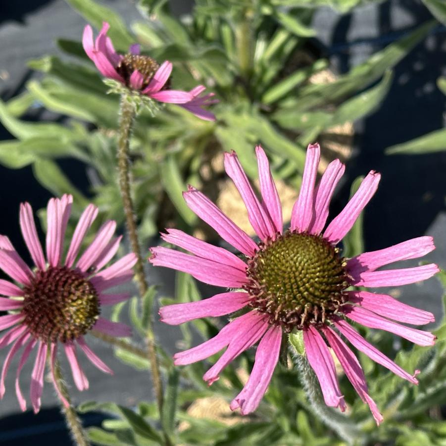 Echinacea pallida 'Hula Dancer' - Coneflower from Pleasant Run Nursery