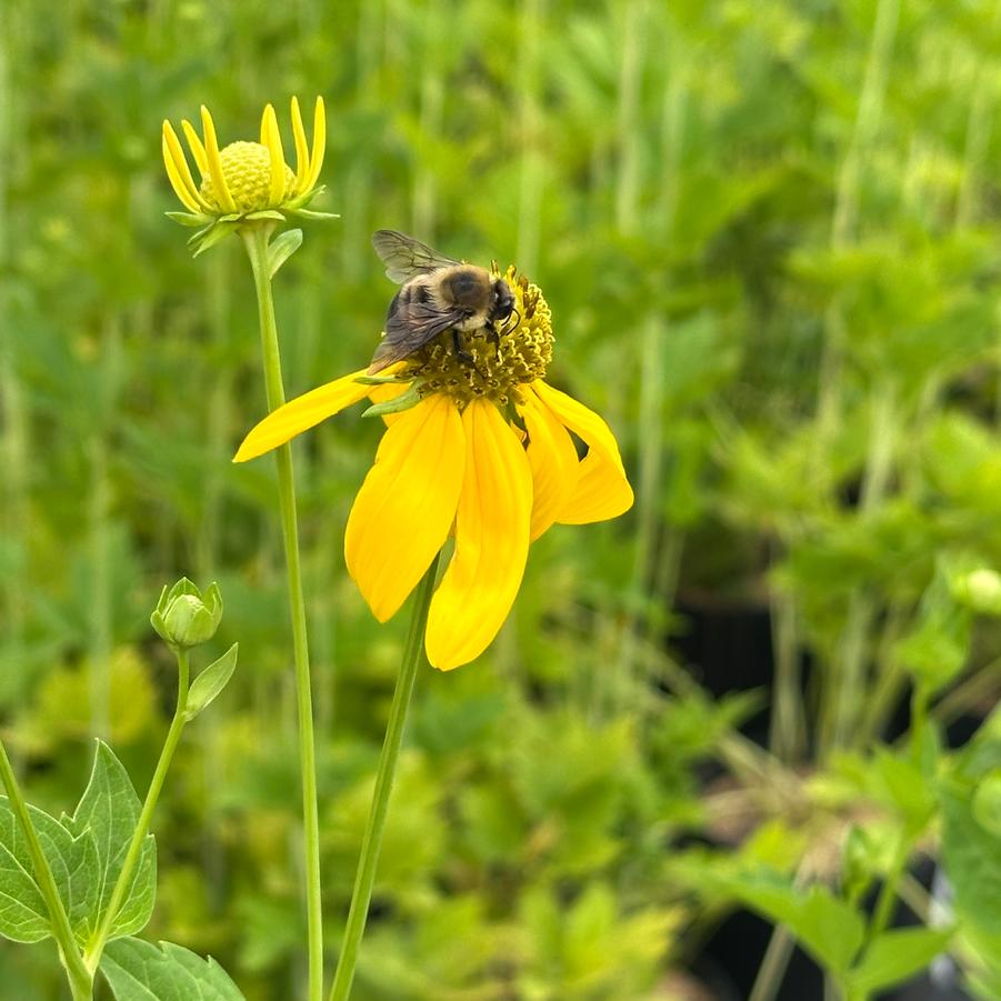 Rudbeckia laciniata - Cutleaf Coneflower from Pleasant Run Nursery